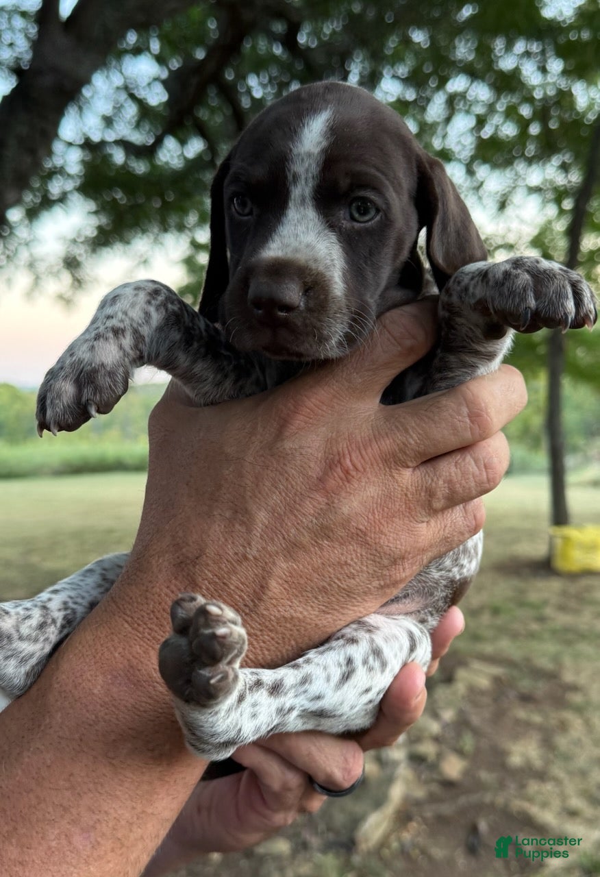 German Shorthaired Pointer dogs Girl 1  - Ad 1
