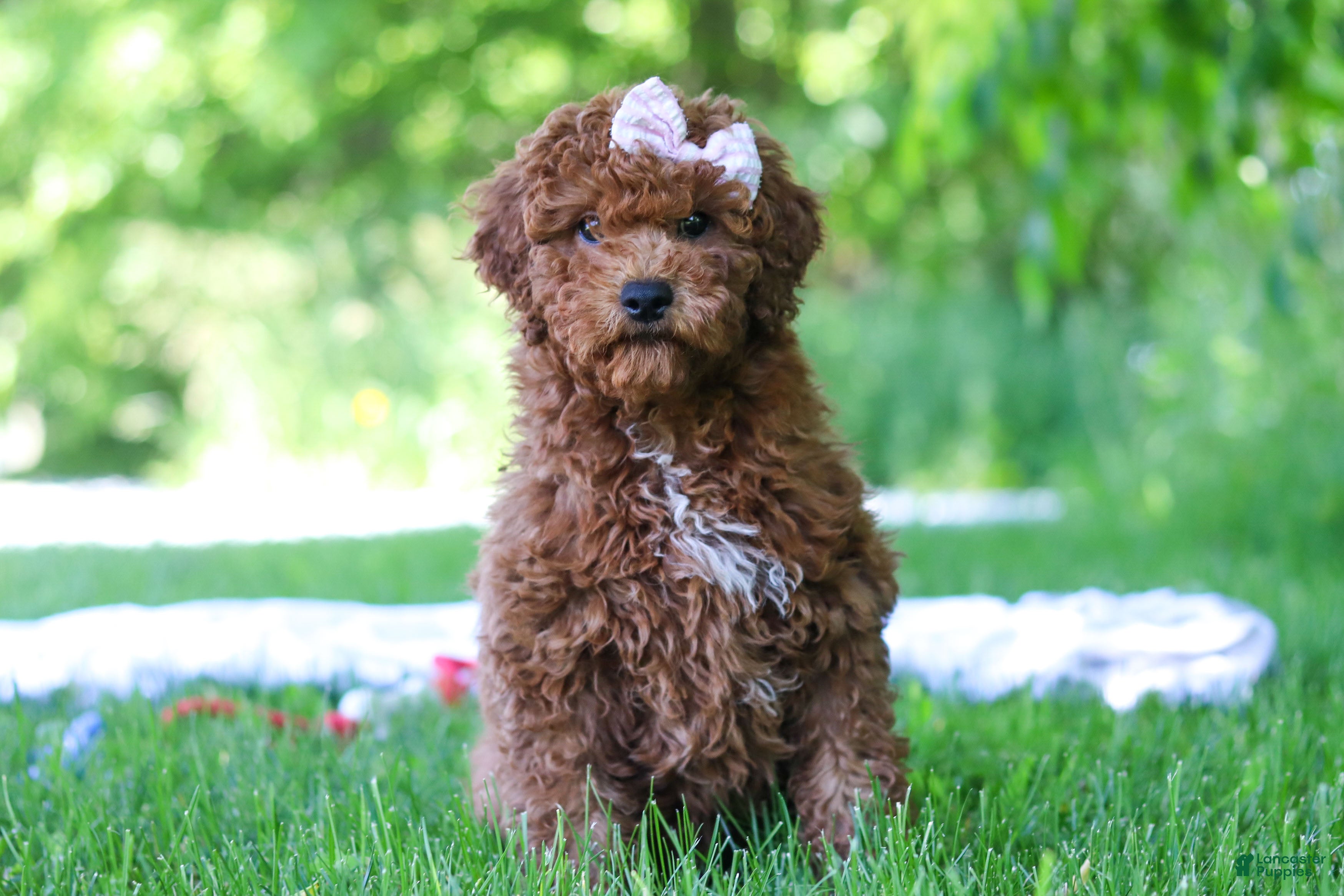 Mini Goldendoodle dogs Willow - Ad 2