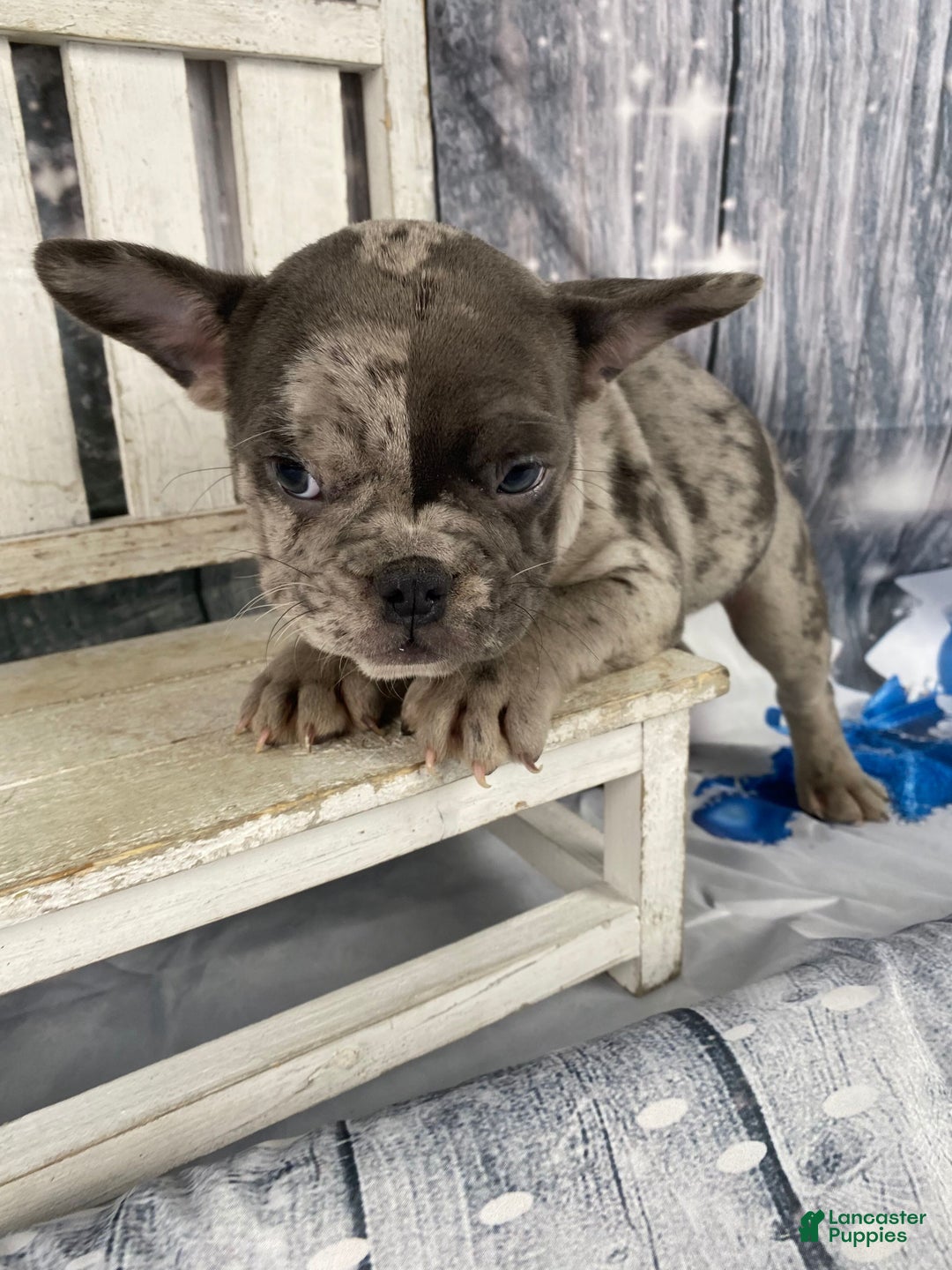 Mixed Breed dogs for sale: Betty - Ad 14