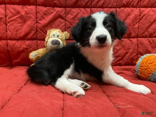 Border Collie dogs Pearl - Ad 24