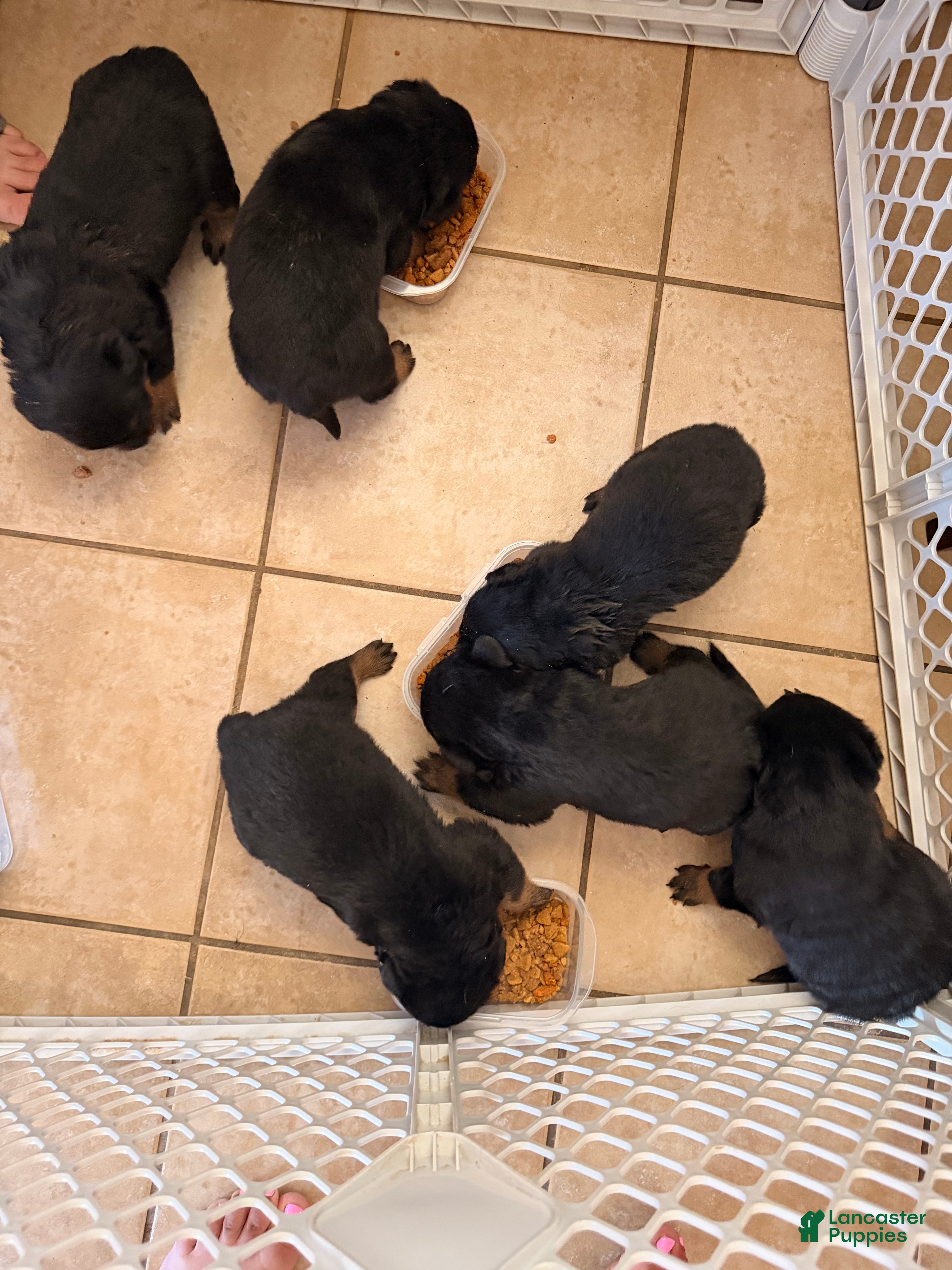 Rottweiler dogs Rottweiler Puppy 4 - Ad 6
