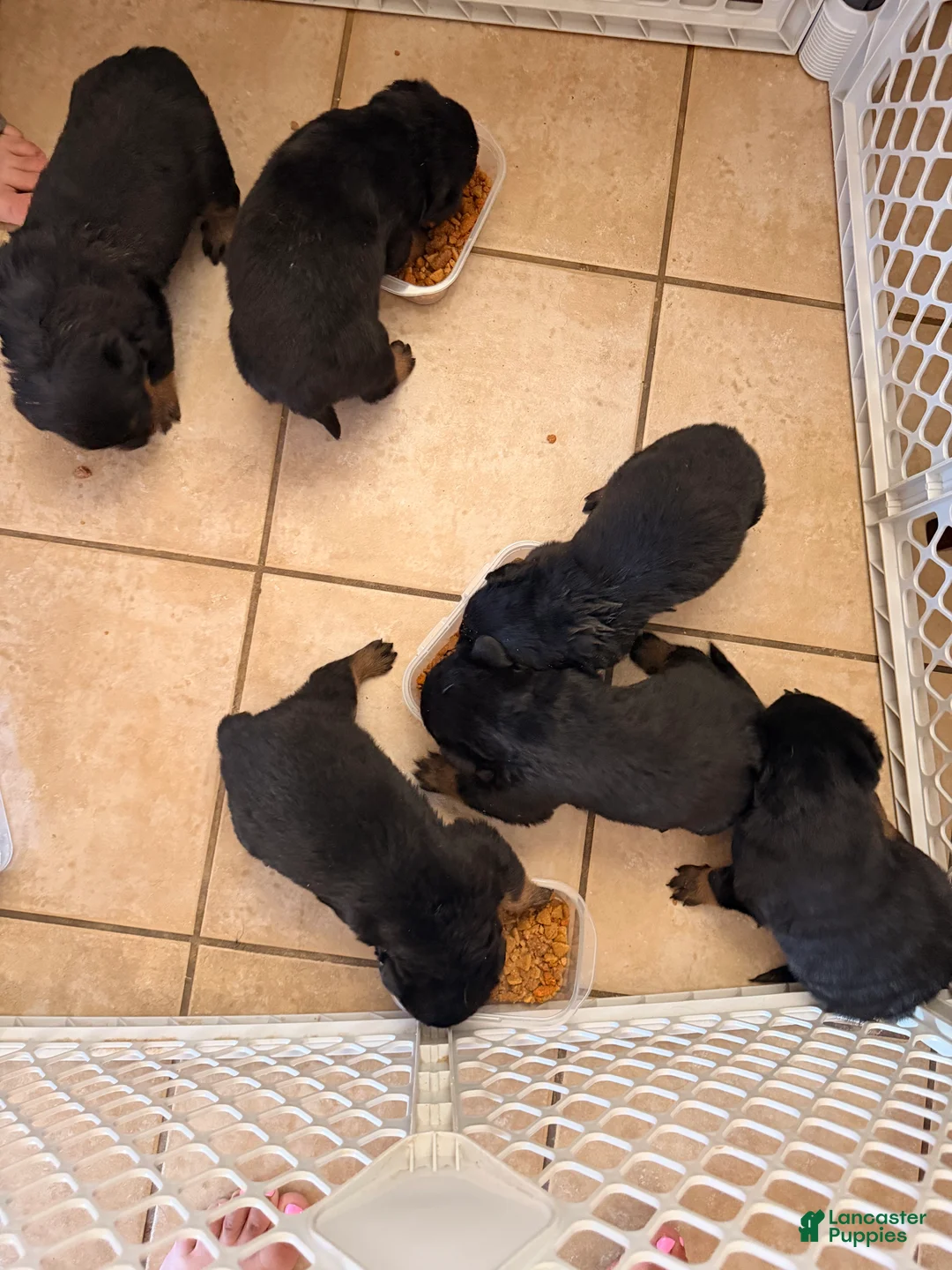 Rottweiler dogs for sale: Rottweiler Puppy 4 - Ad 1