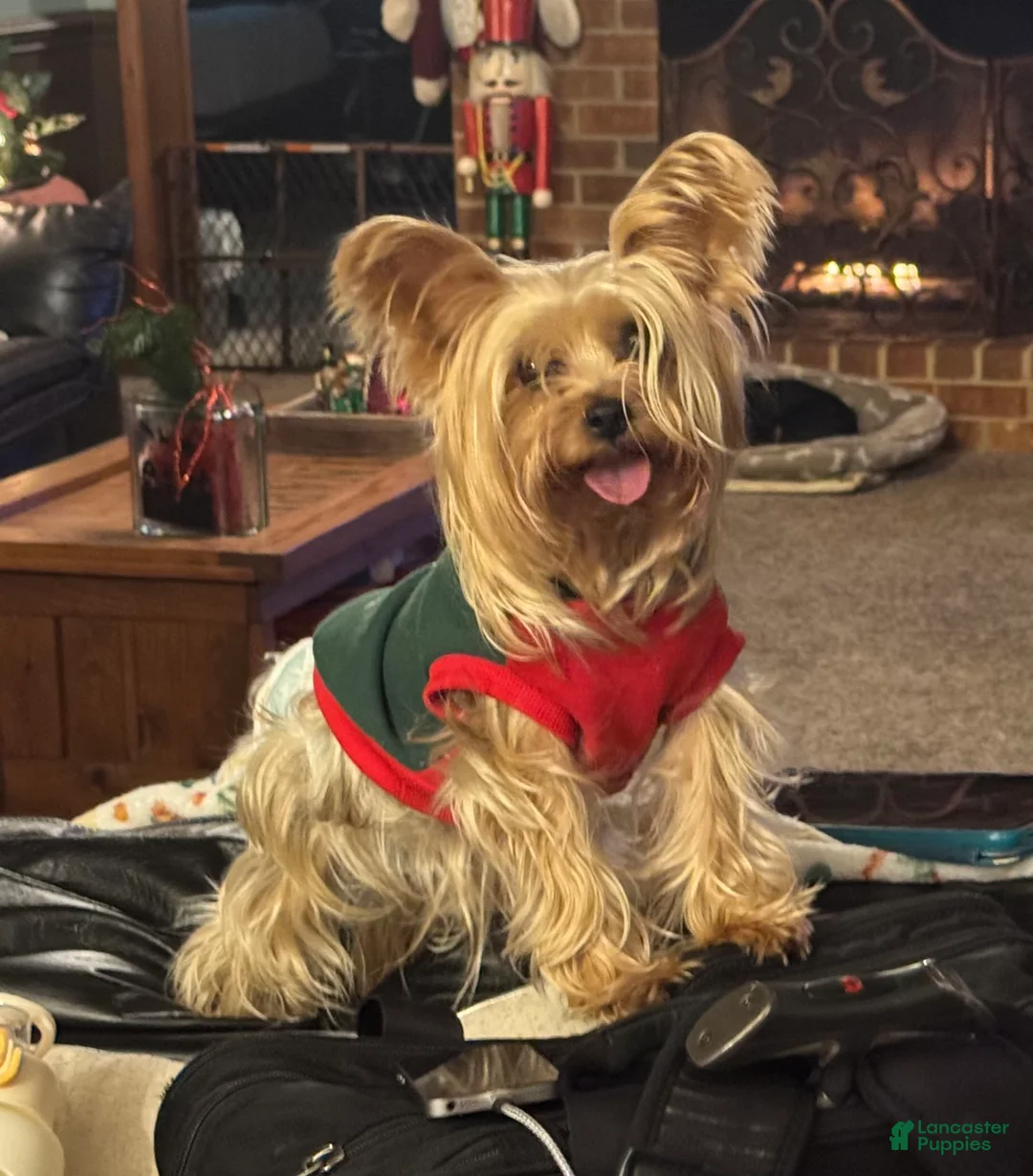 Gallery Image {{count}}