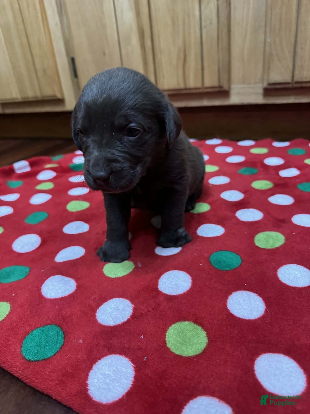 Labrador Retriever dogs for sale: Poppy - Ad 5
