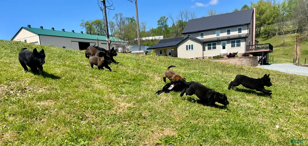 Belgian Malinois dogs for sale: SARGE❤️🐾AKC Registered❤️Fluffy Coated Daddy 🐾Text 717-202-9120 - Ad 2