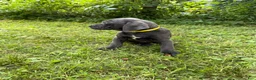 Cane Corso dogs for sale: Cane Corso 3 - Ad 9