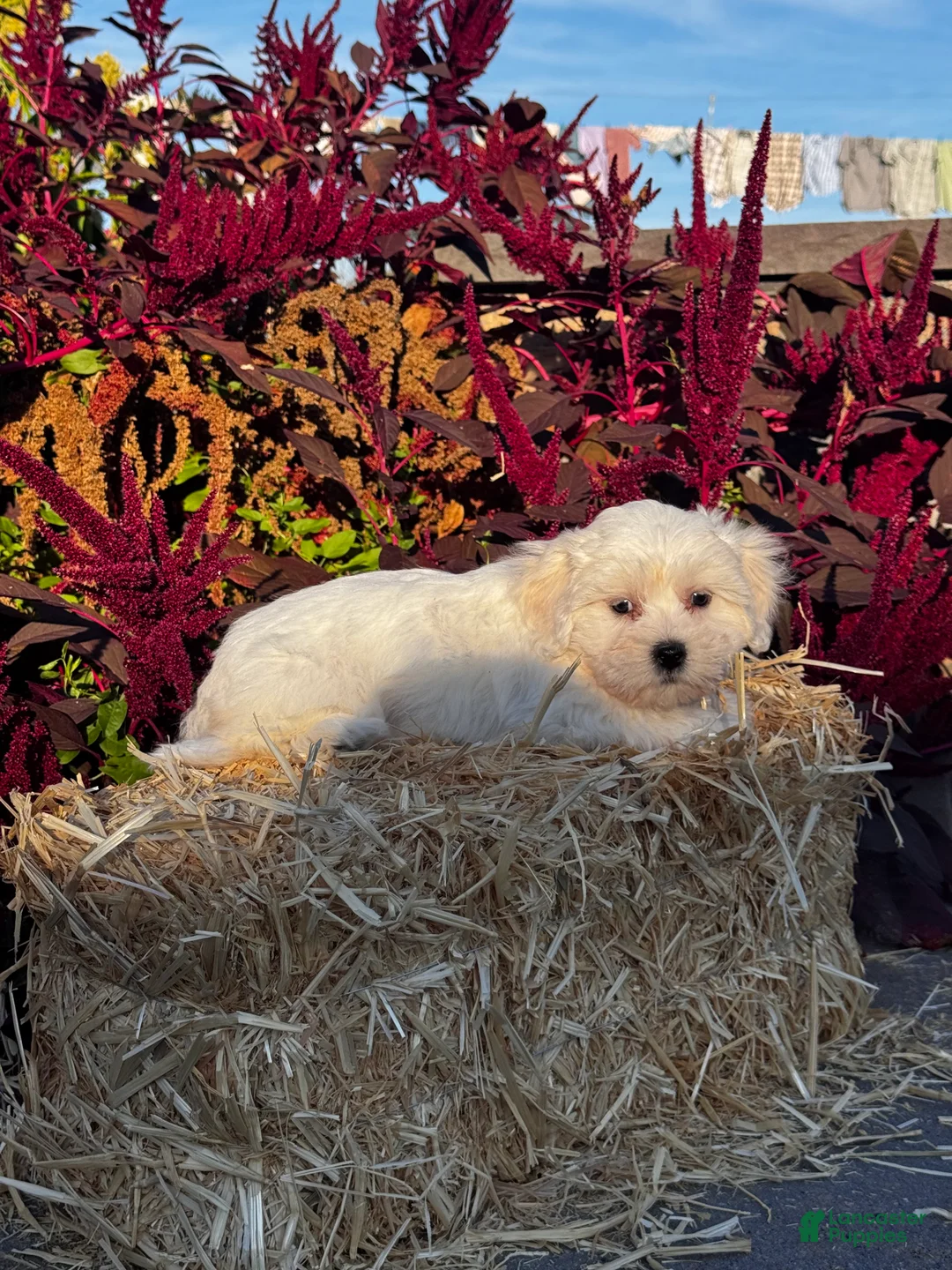 Coton De Tulear dogs for sale: Cora - Ad 6