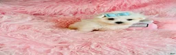 Maltese dogs for sale: Maltese Puppy 1 - Ad 4