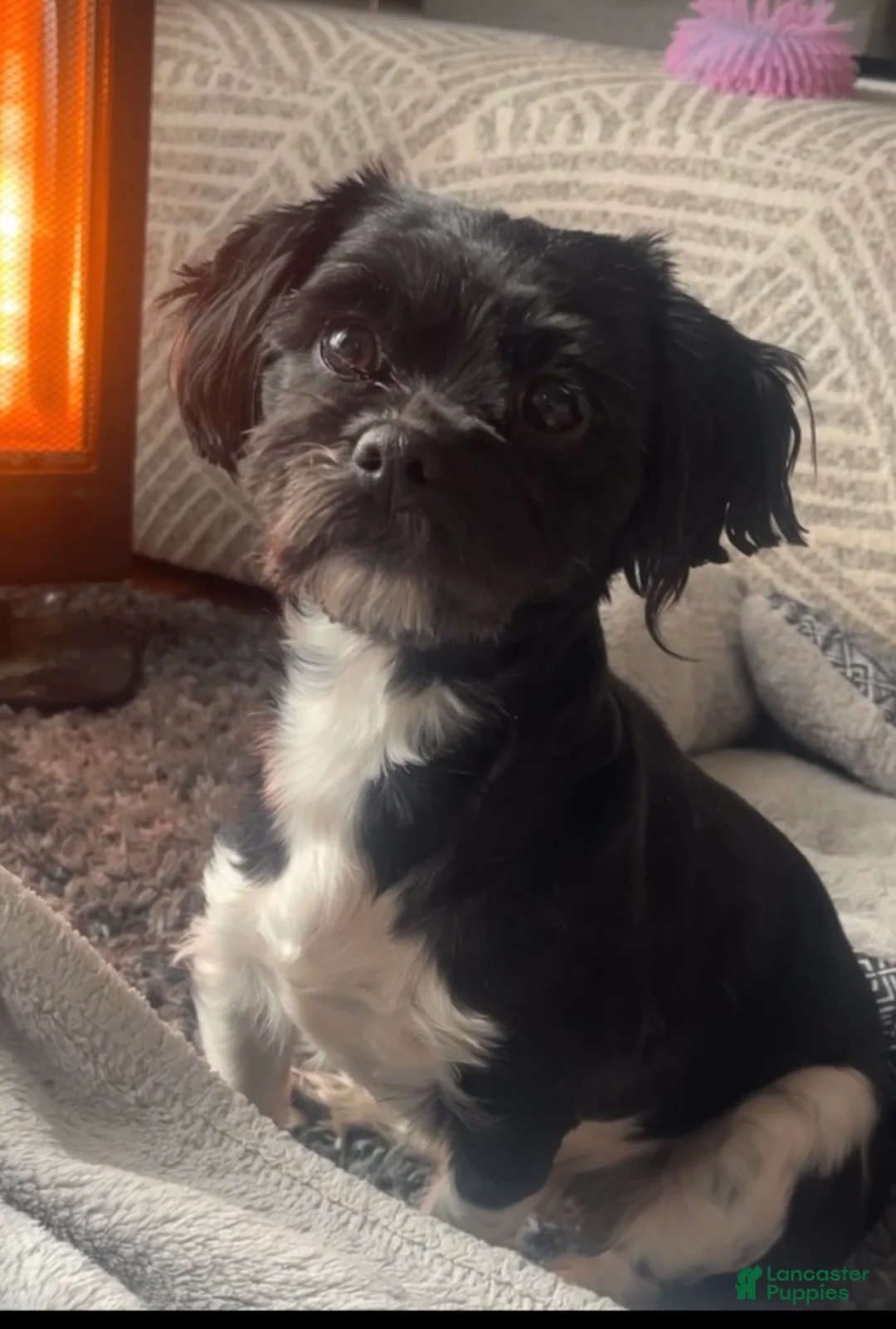 Shihpoo dogs for sale: CoCo - Ad 2