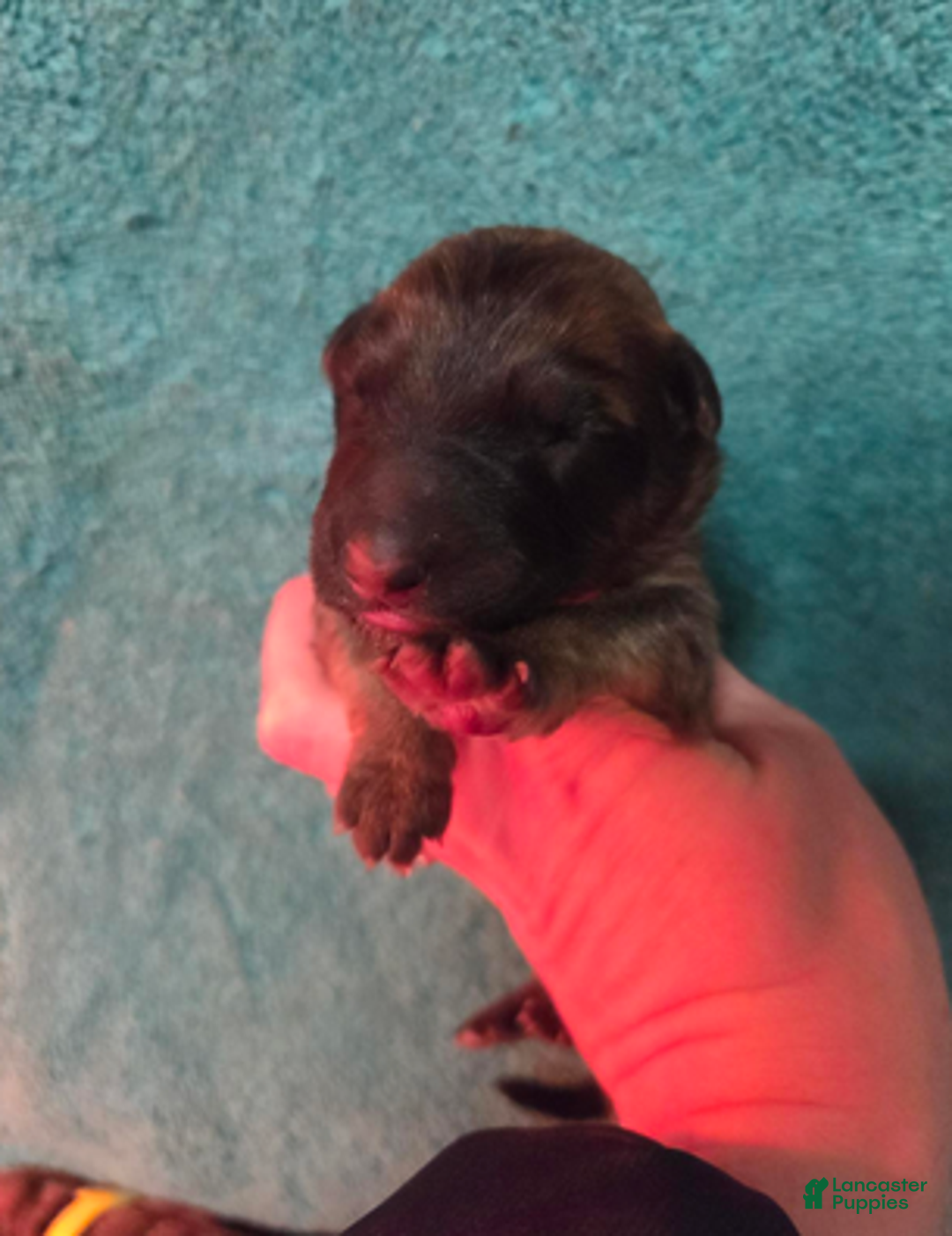 German Shepherd dogs for sale: Lime Green Collar Girl - Ad 3