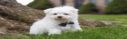 Maltese dogs for sale: Jeriah - Ad 3