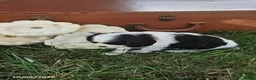 Cavalier King Charles Spaniel dogs for sale: Mason - Ad 3