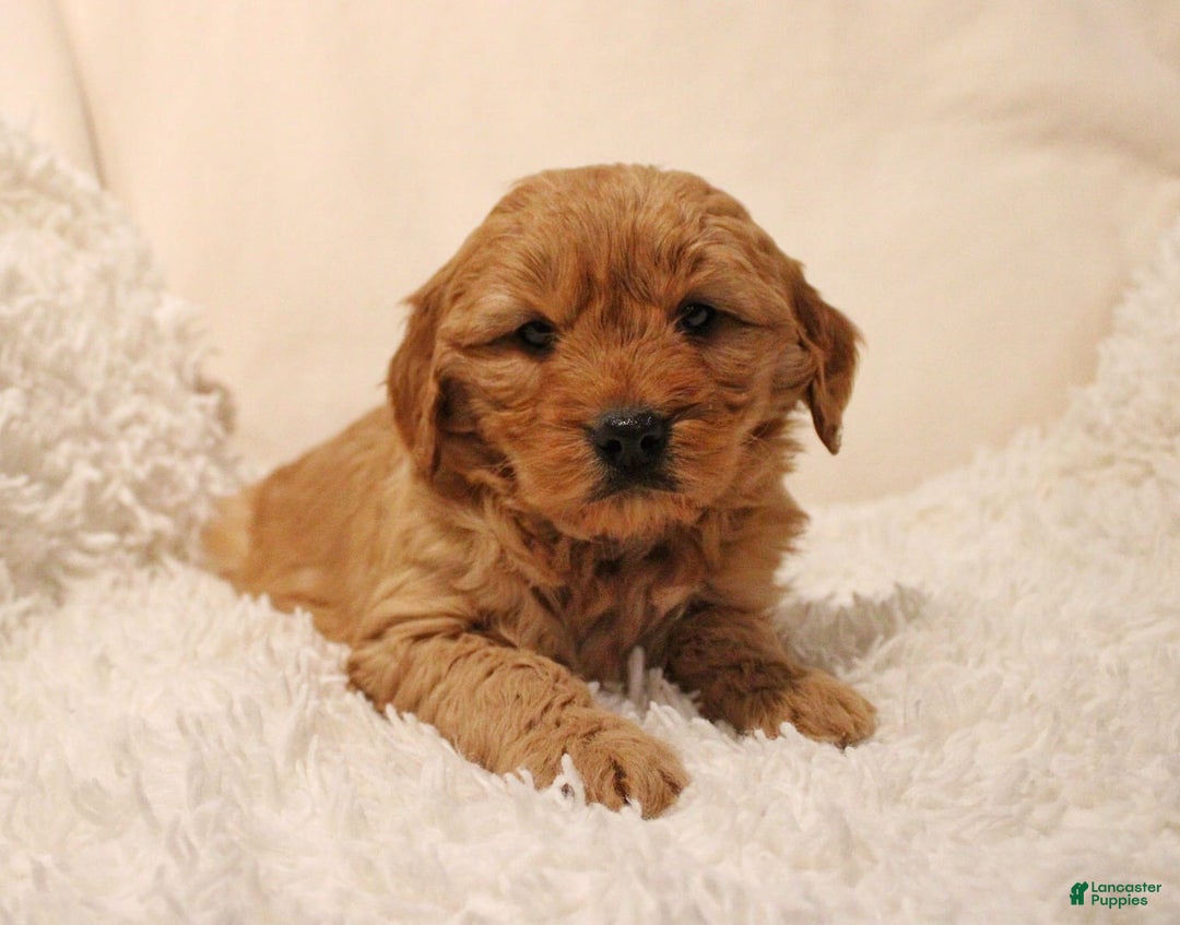 Mini Goldendoodle dogs for sale: Bailey  - Ad 1