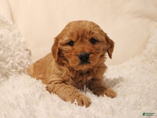 Mini Goldendoodle dogs Bailey - Ad 30