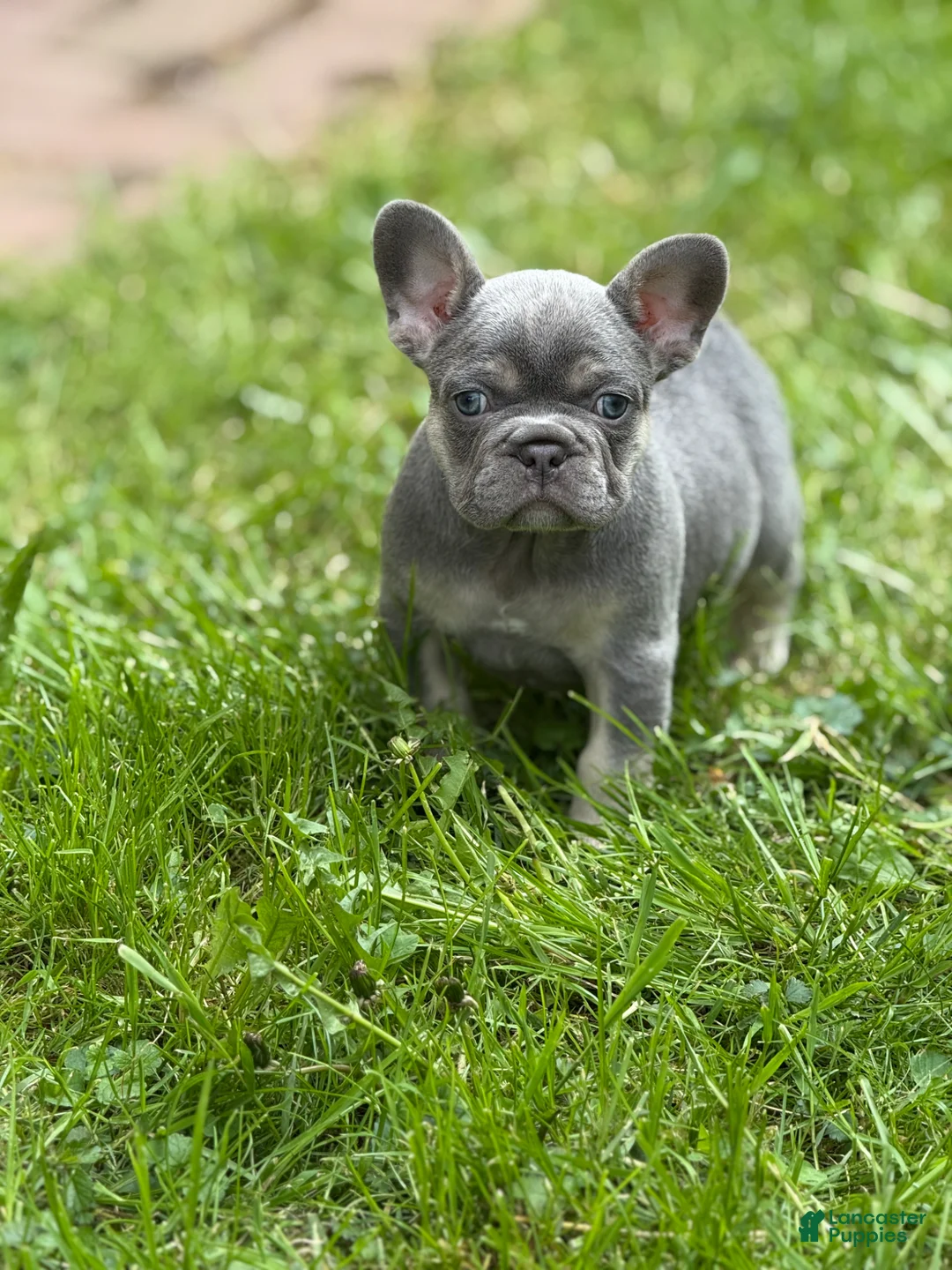 French Bulldog dogs for sale: French Bulldog Puppy 1 - Ad 1