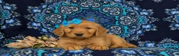Golden Retriever dogs for sale: Natalee AKC Registered - Ad 5