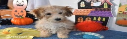 Bichpoo dogs for sale: Buster Brown - Ad 7