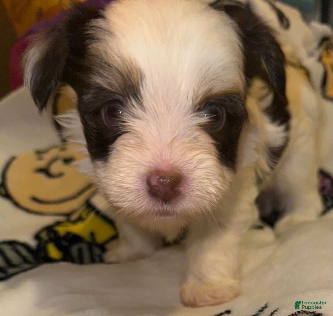 Yorkshire Terrier dogs for sale: Pluto - Ad 5