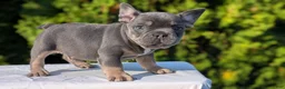 French Bulldog dogs for sale: Leo - Ad 7