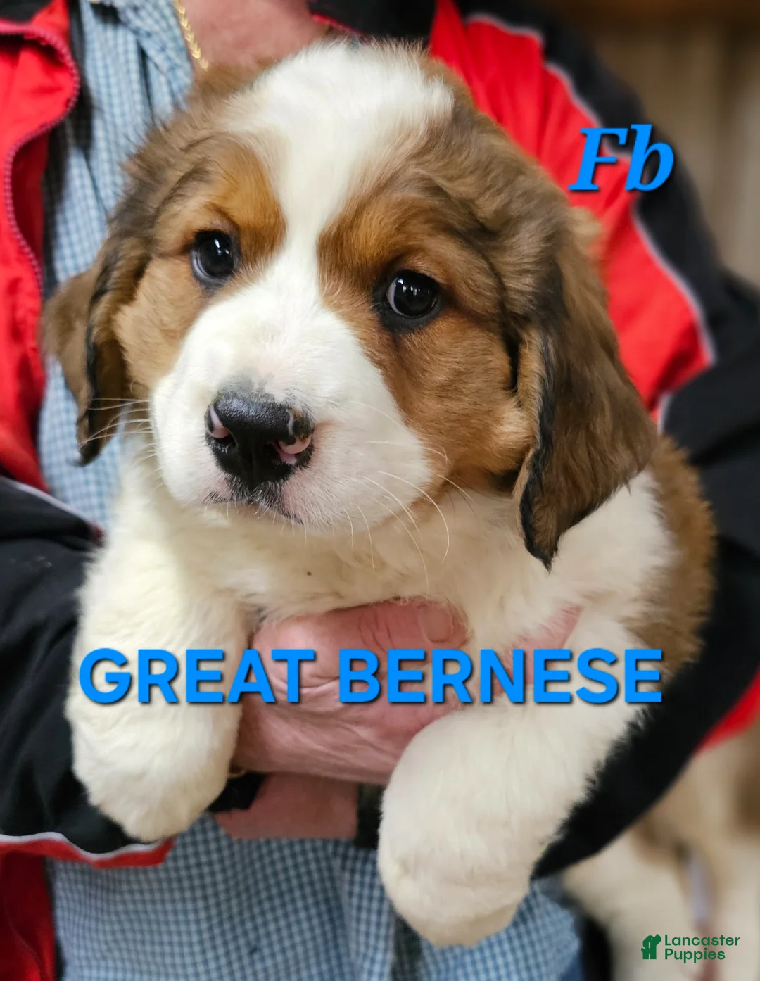 Mixed Breed dogs for sale: Mixed Breed Puppy 1 - Ad 2