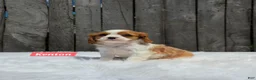 Cavalier King Charles Spaniel dogs for sale: Kenton - Ad 3