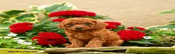 Miniature Poodle dogs for sale: Saltine - Ad 10