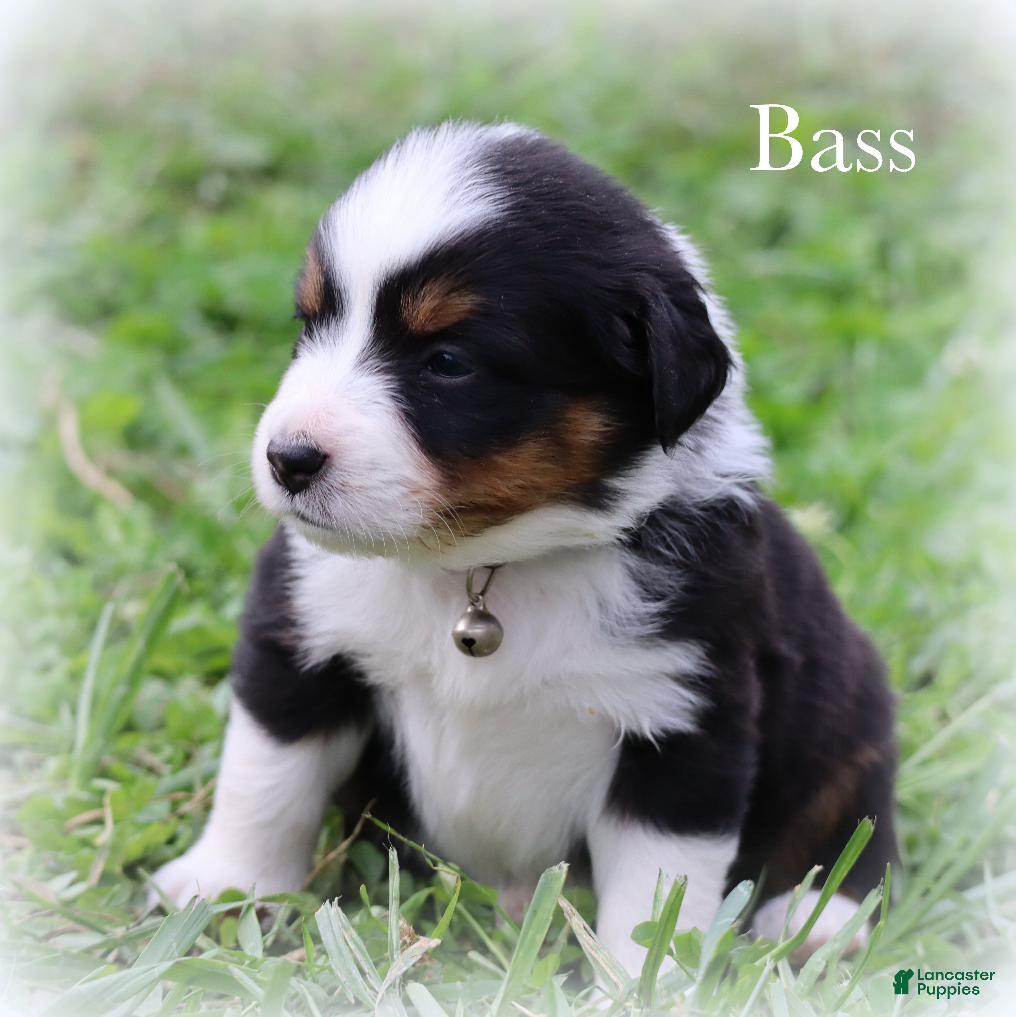 Miniature Australian Shepherd dogs Bass - Ad 2