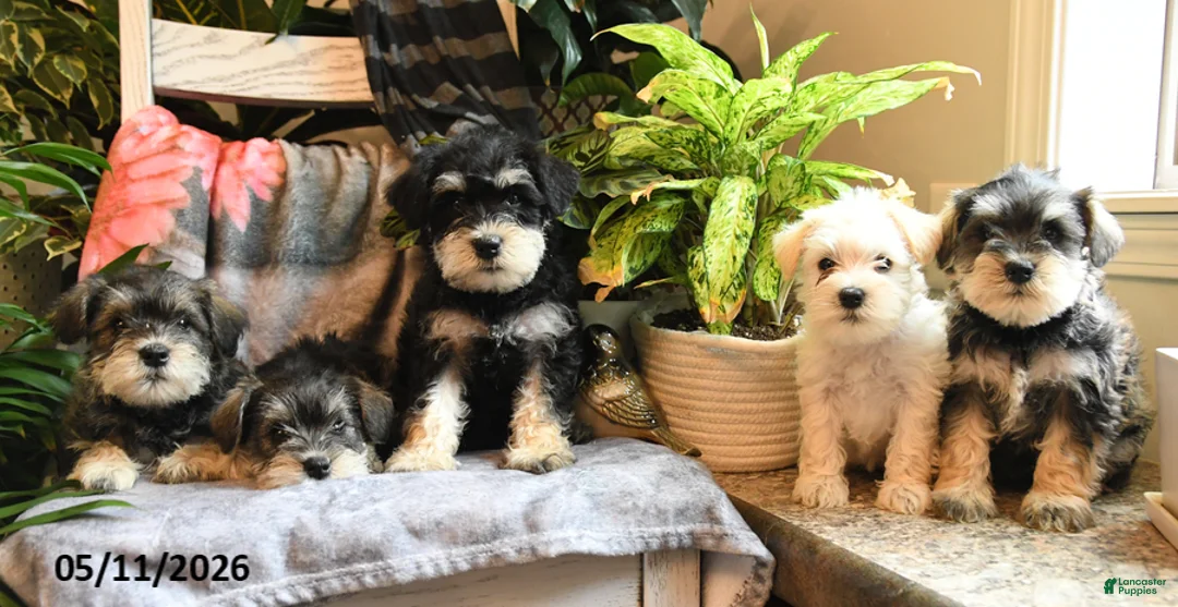 Miniature Schnauzer dogs for sale: Marley - Ad 5