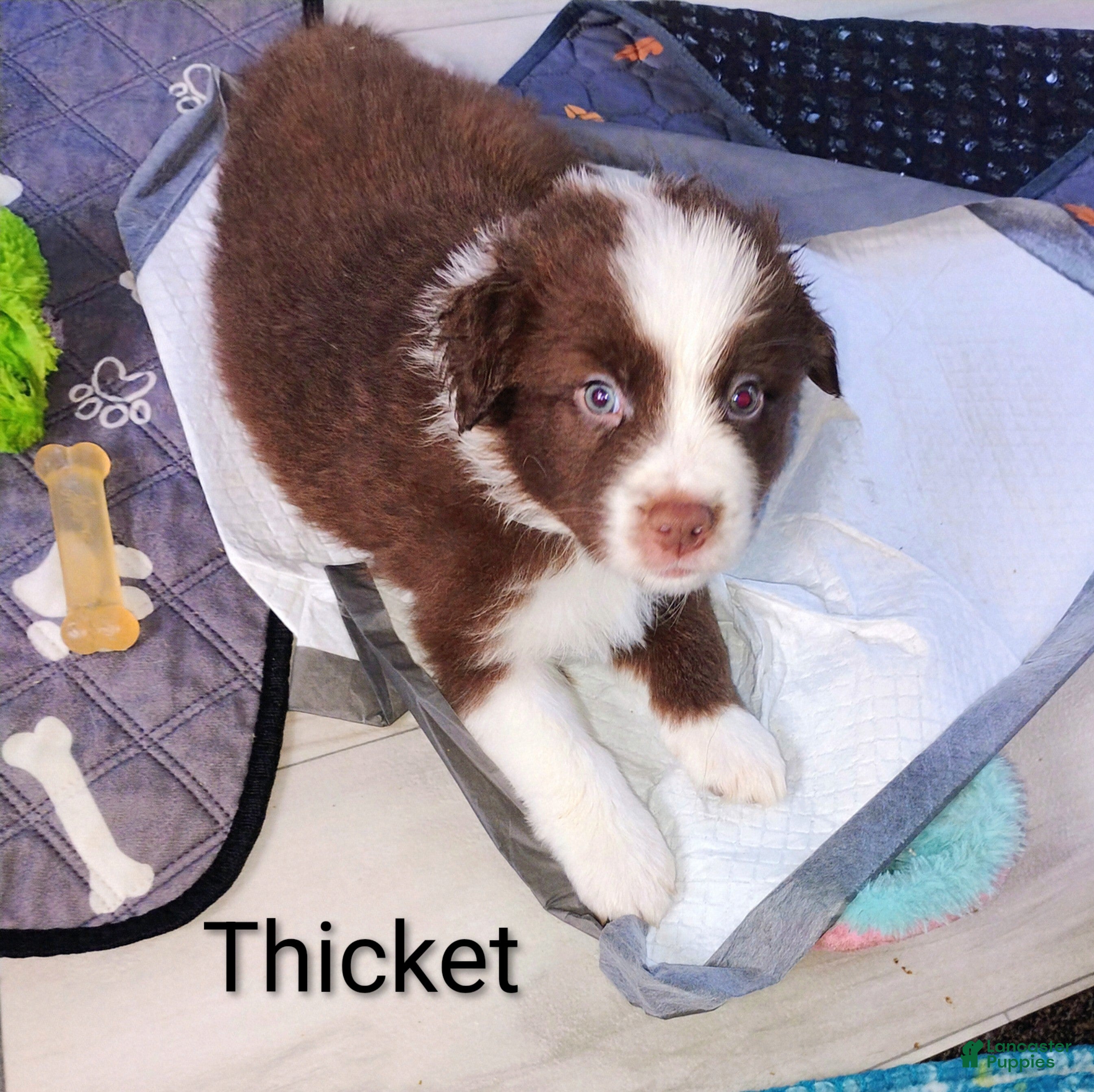 Australian Shepherd dogs Thicket - Ad 6