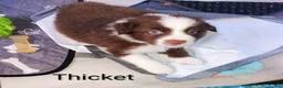 Australian Shepherd dogs for sale: Thicket - Ad 1