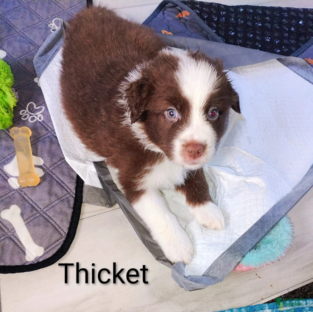 Australian Shepherd dogs for sale: Thicket - Ad 1