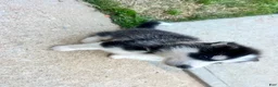 Siberian Husky dogs for sale: Tank - Ad 5