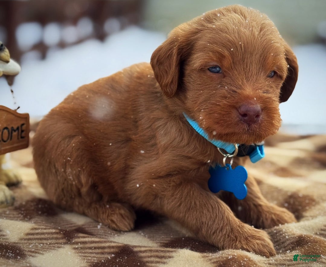 Labradoodle dogs for sale: Labradoodle Puppy 1 - Ad 4