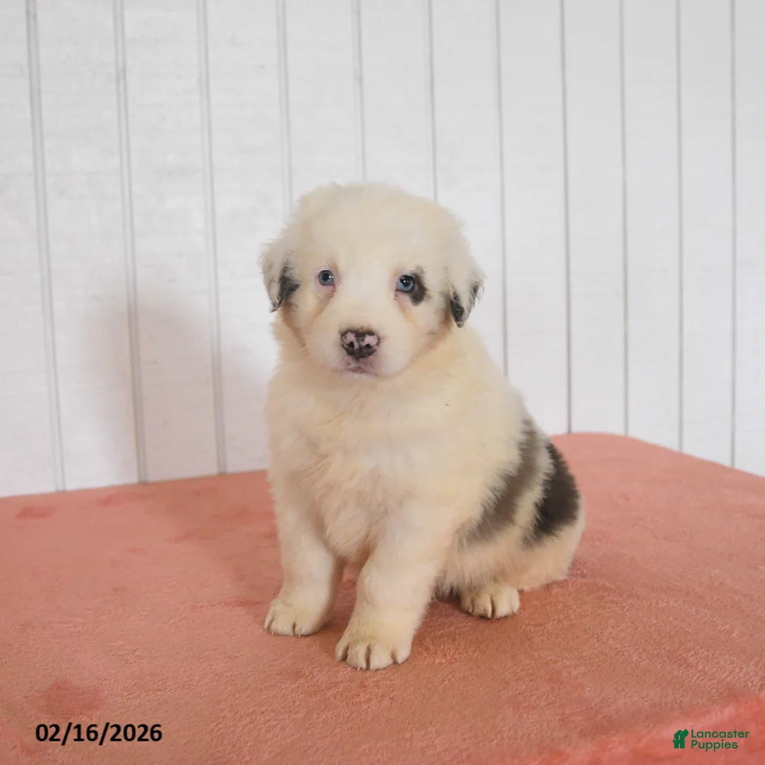 Australian Shepherd dogs for sale: Neptune - Ad 1
