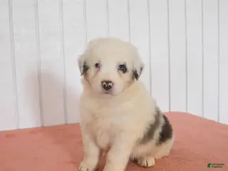 Australian Shepherd dogs for sale: Neptune - Ad 1