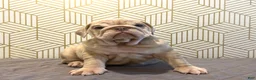 English Bulldog dogs for sale: River - Ad 6