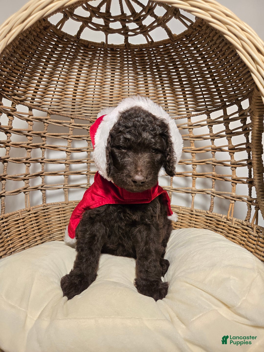 Goldendoodle dogs for sale: Coffee - Ad 1