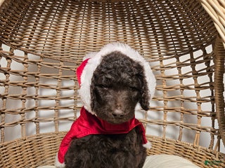 Goldendoodle dogs Coffee - Ad 36