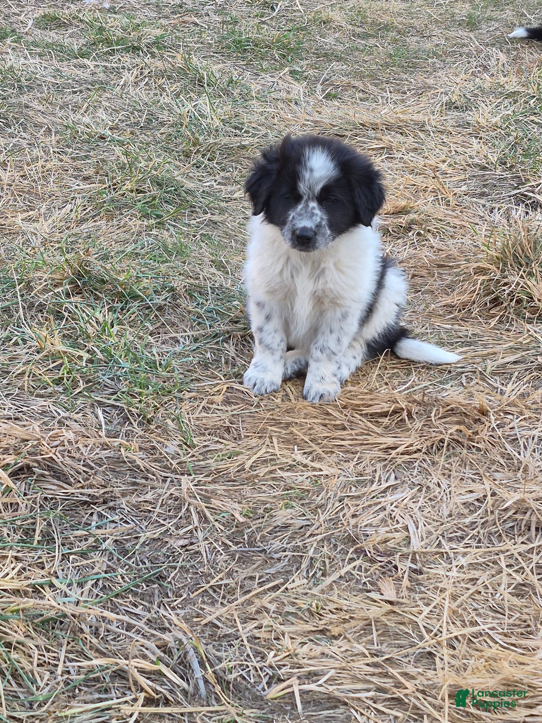 Mixed Breed dogs for sale: Shania - Ad 2