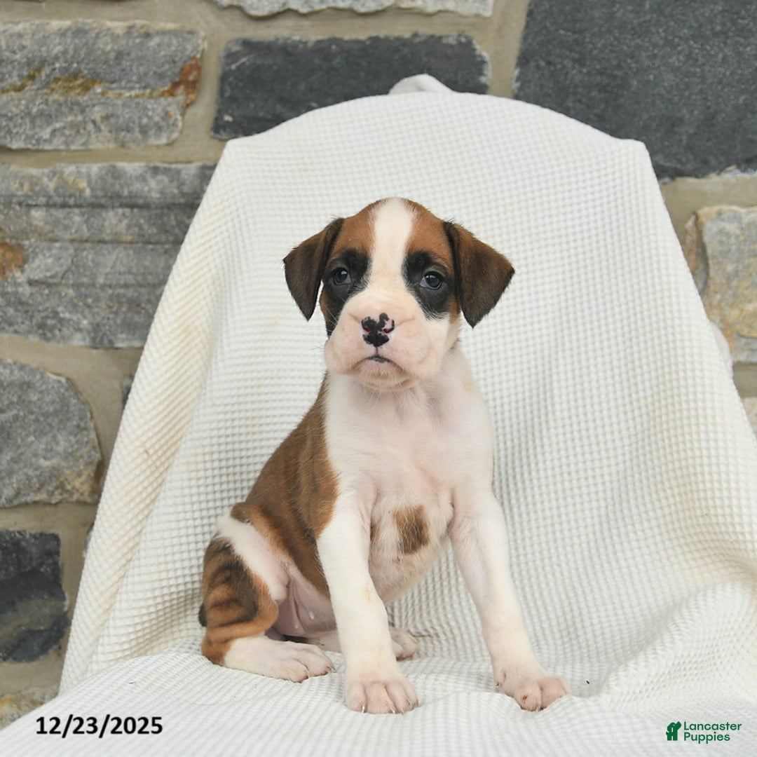 Boxer dogs for sale: Winter  - Ad 3