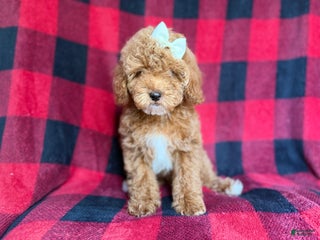 Cockapoo dogs Nessa - Ad 20