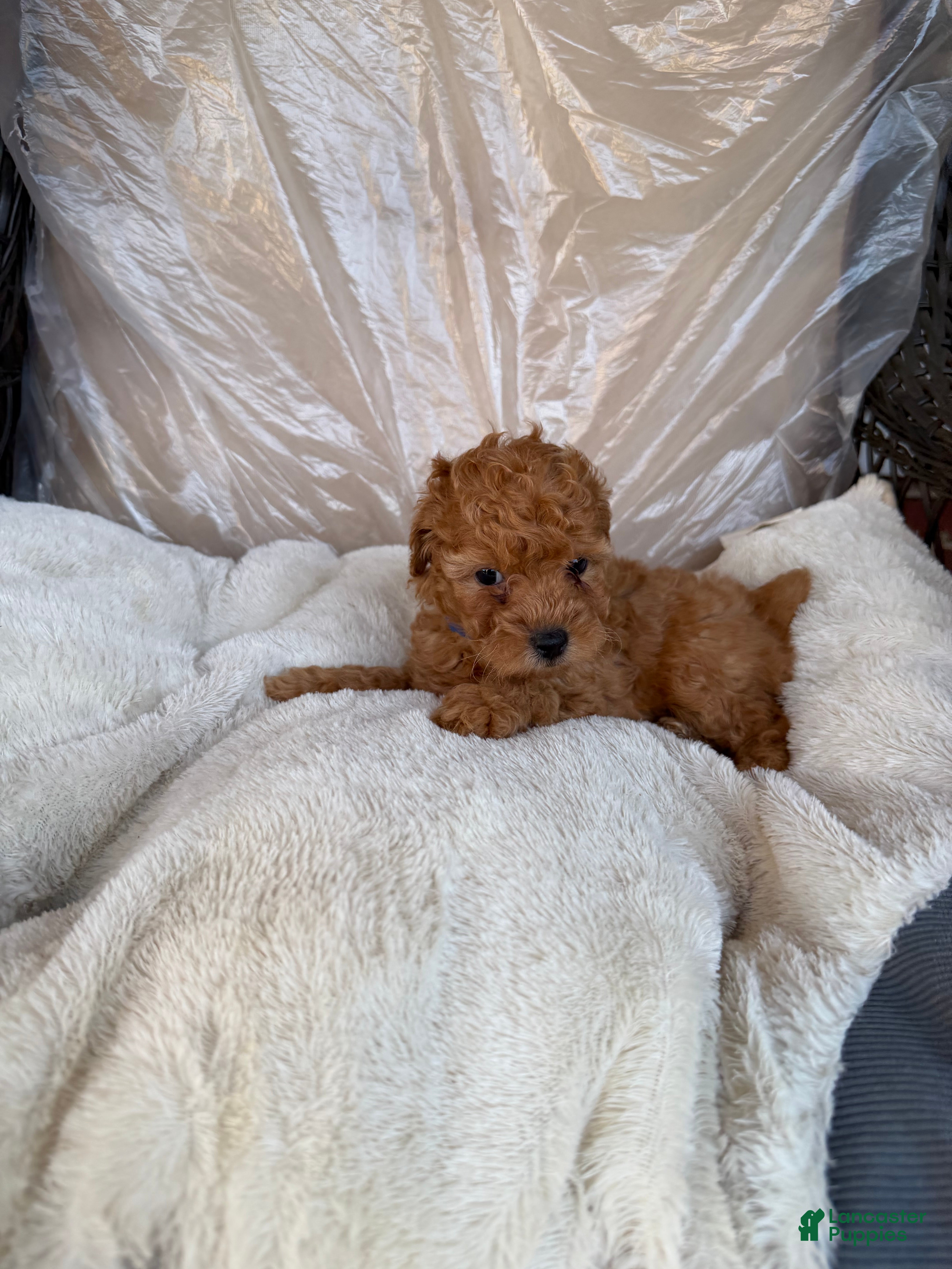 Toy Poodle dogs Toy Poodle Puppy 2 - Ad 2