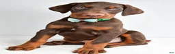 Doberman Pinscher dogs for sale: Harlan - Ad 5