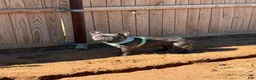 French Bulldog dogs for sale: Onyx  - Ad 4