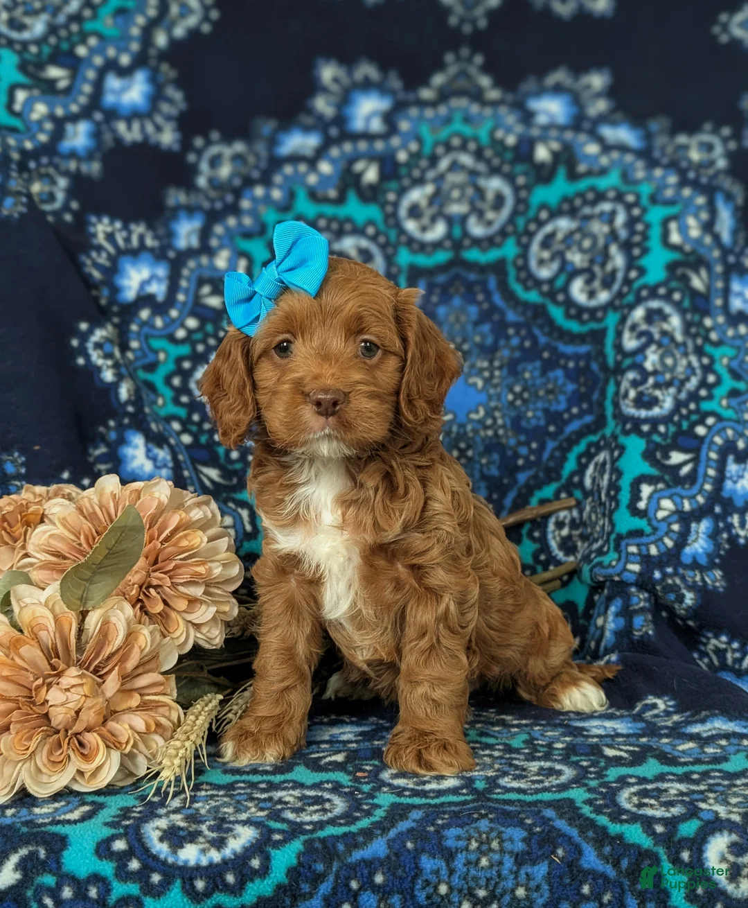Cockapoo dogs for sale: Hailie - Ad 2