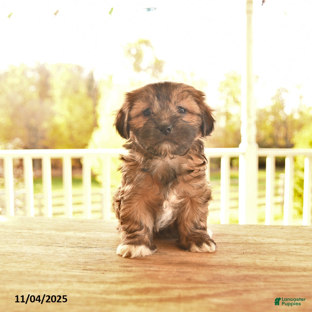 Shorkie dogs for sale: Maple   - Ad 6