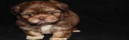 Shih Tzu dogs for sale: Marty - Ad 3