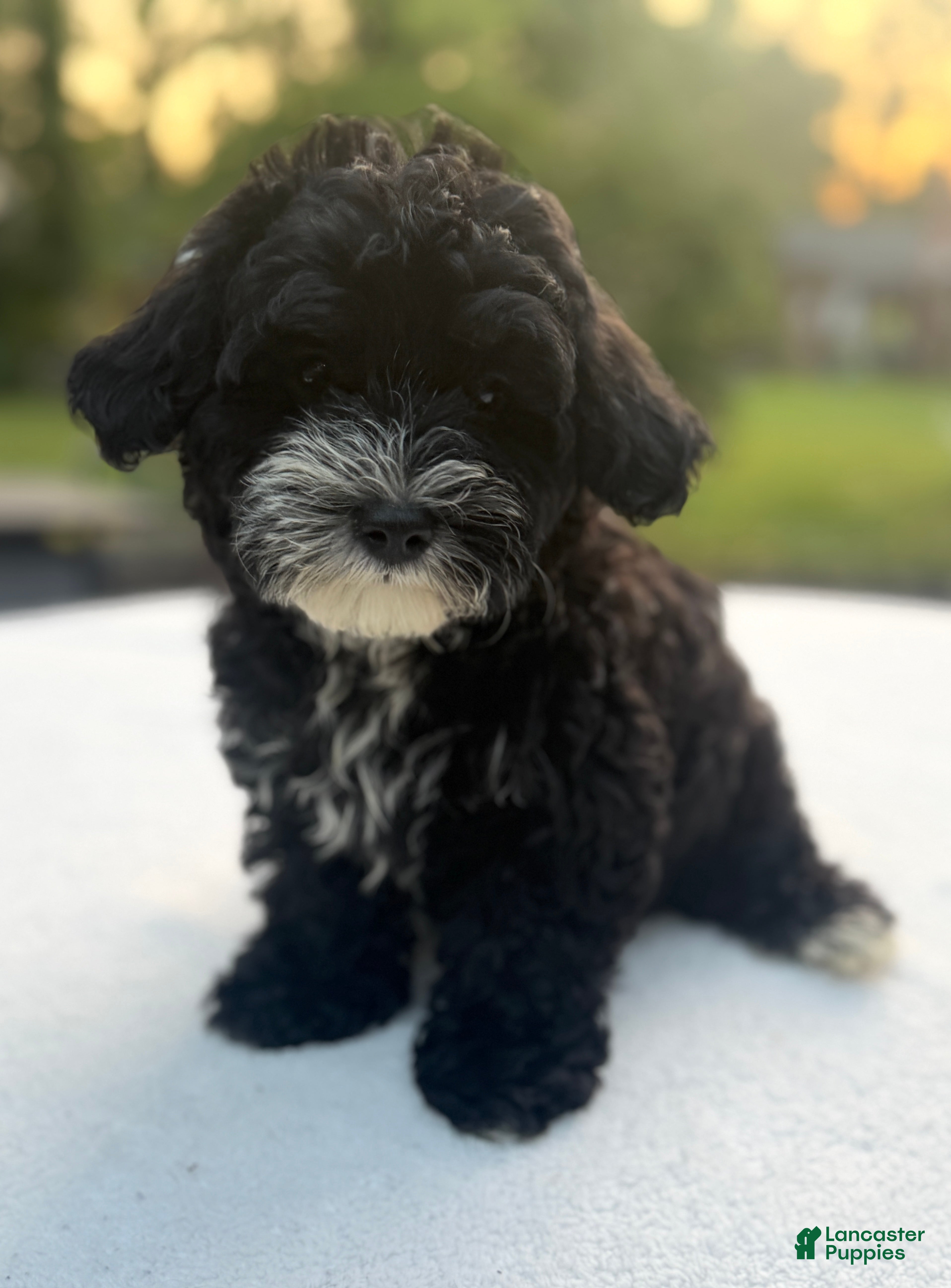 Mixed Breed dogs Harper - Ad 2