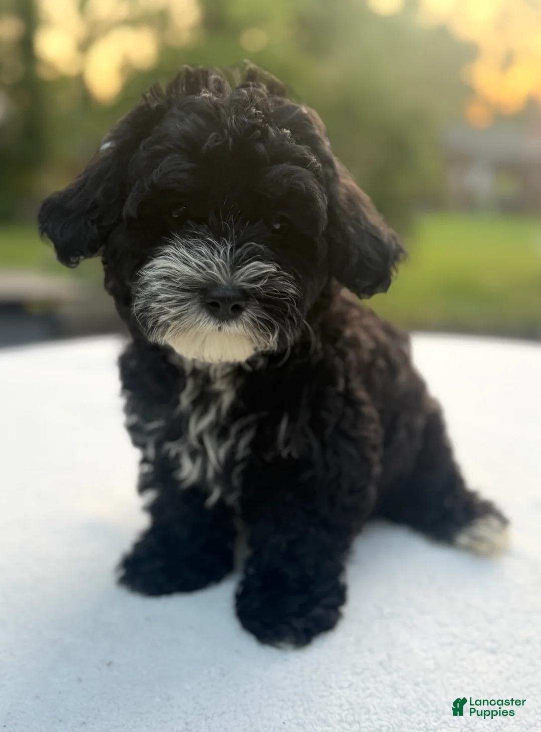 Mixed Breed dogs for sale: Harper - Ad 2