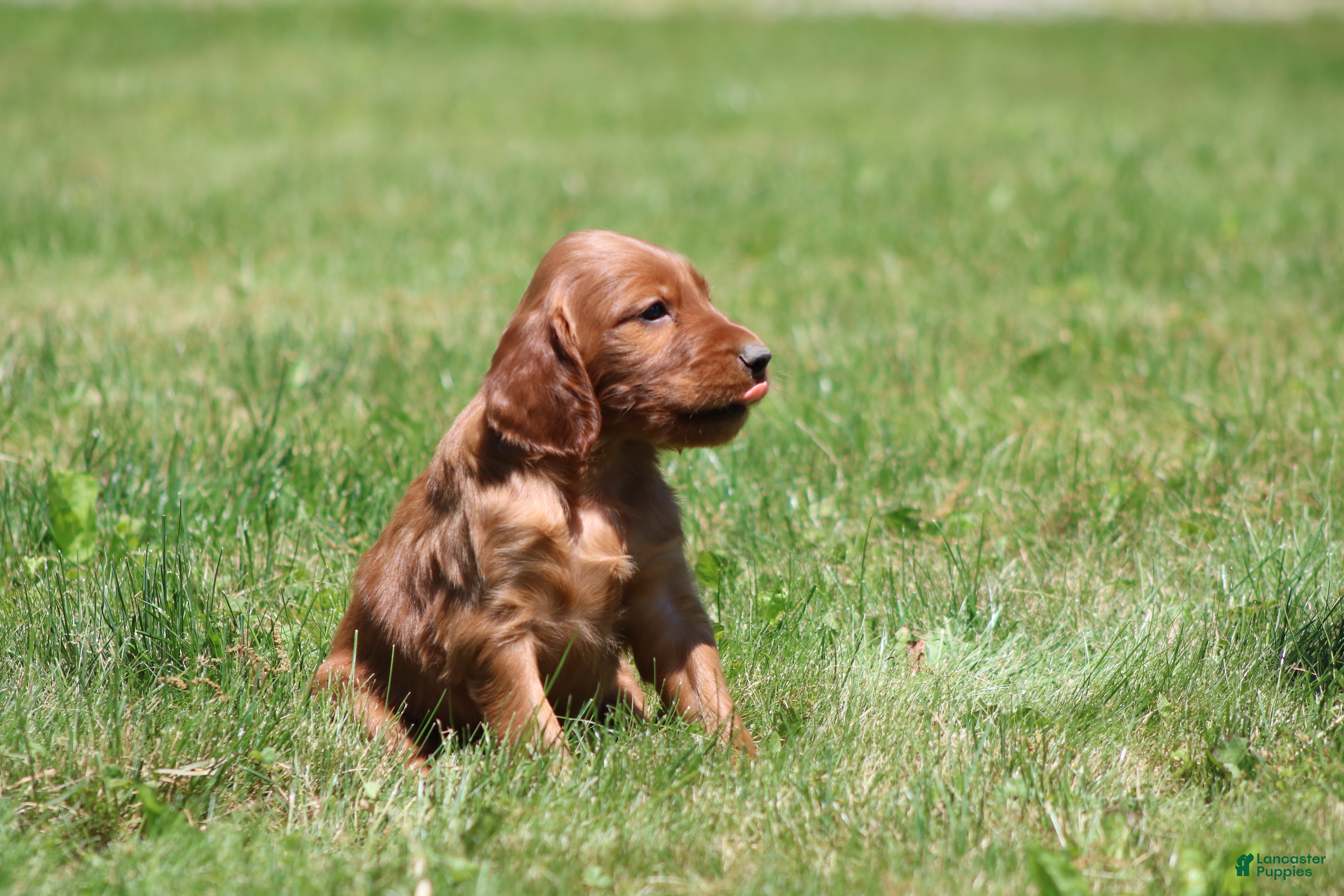 Irish Setter dogs Leo - Ad 2